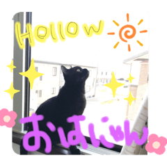 ねこはお好きですか？❤️