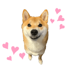 柴犬のゴン太です。吉河家の次男です。