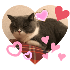 猫語スタンプ　こゆ