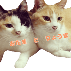 りょうまとおたま