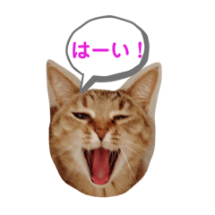 うちのニャンズ友達ニャンズ