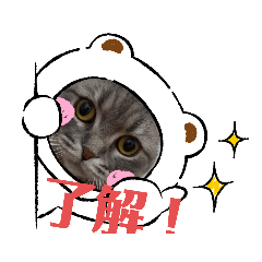 マンチカンめい