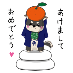 お正月を満喫する黒柴犬