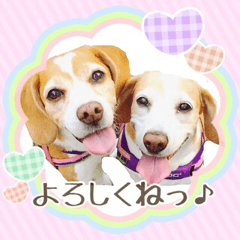 ビーグル犬ロコレイの日常使えるスタンプ