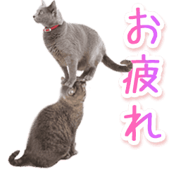 動く！ハイテンションにゃんこ