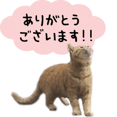 日常にゃんこ 激しく動く！敬語ver