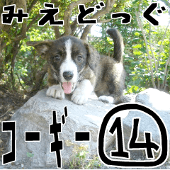みえどっぐスタンプ コーギーカーディ編 14