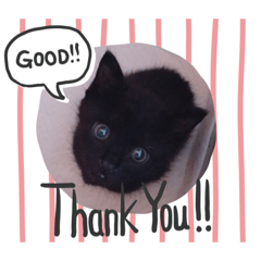 黒猫モフちゃん