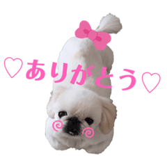 白ペキFUCAのほっこりスタンプ