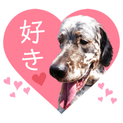 セター姉妹のお家♡