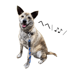 甲斐犬ＭＩＸの「オト」ちゃん。