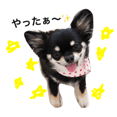 てんてん2016.0219