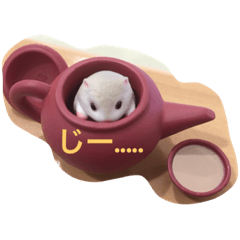 ミニハムお茶タイム