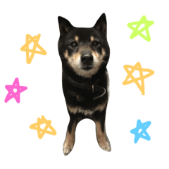 柴犬 ジャッキー