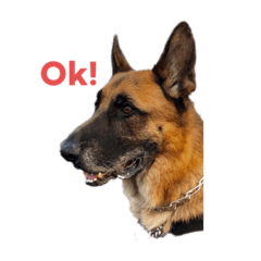 Cool Duke the GSD
