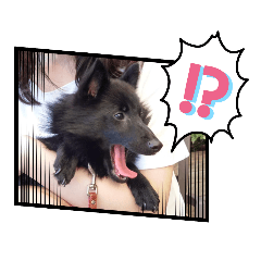 スキッパーキ・ミロ