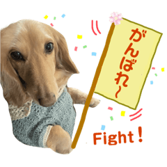 ダックスさくらの日常