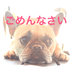 フレンチブルドックのせせりさん3