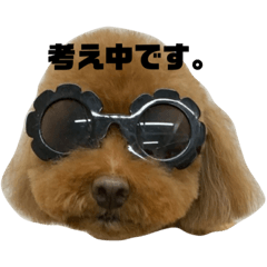 トイプードルの春