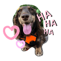 ちょこれーとダックス