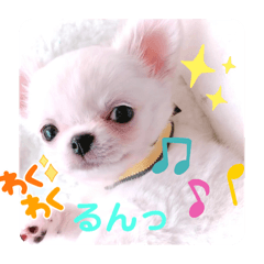 チワワのアメリとピエール2