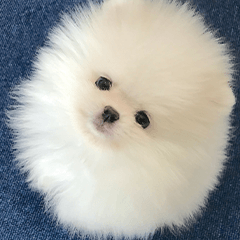 ポメラニアンのマヨ 1