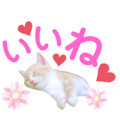 テテ&くぅのにゃんこスタンプ　【2】