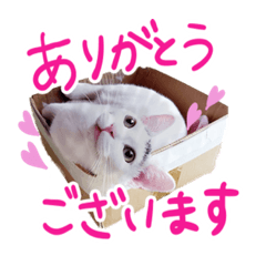 うちの子スタンプ❤︎カイくん