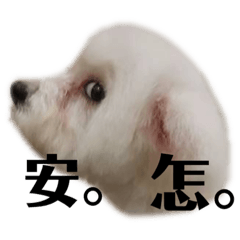 A puppy which calls beer