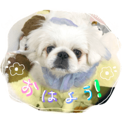 ペキニーズのみぞれちゃん②