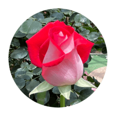 薔薇と紫陽花の写真