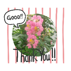 ♬ピンク色の花♬