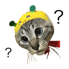 我が家のかわいいかわいい猫