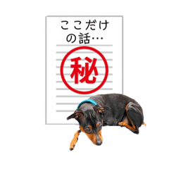 うちのミニピンズvol.3