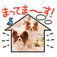 ラッキー&ポム④