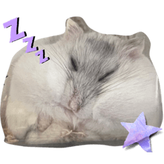 可愛いハムスター　♡きゅん♡