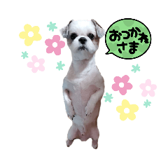 シーズー犬まるえんスタンプ