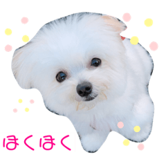 のんびりマルポメのまるめ