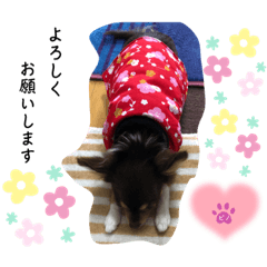 ぴのゆきスタンプ