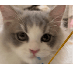 自宅警備ニャルソックス