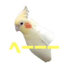 オカメインコ 小粒と小粋