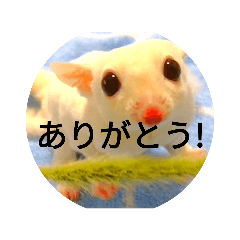 フクロモモンガのシロくん