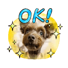 シュナのマロン