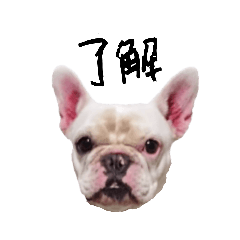 フレブル ナナちゃん(犬 ワンコ ブサカワ)