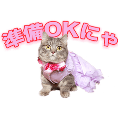 マンチカンのアクアちゃん 第2弾