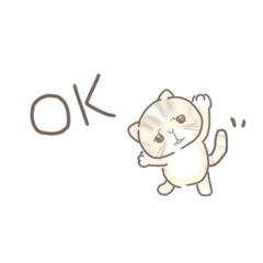 エキゾチックショートヘアのマロちゃん1