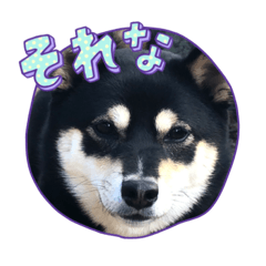 黒柴ゆみちゃん