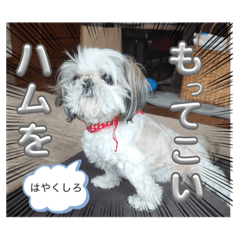 溝口家のアイドルのスタンブ