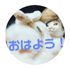 うちの猫4匹スタンプ！