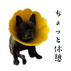 やる気のないsiri